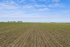 Контроль якості: аграрії Tekom Agro Group перевіряють посіви озимого ячменю