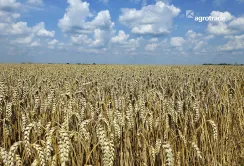 Рекорд урожайності 2025 в Групі АГРОТРЕЙД: які сорти пшениці та технологічні рішення дали найкращі результати
