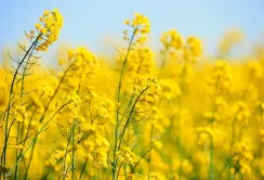 Зростання цін на олії та падіння євро підтримують ріпак на біржах