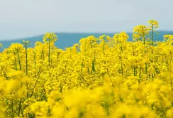 Рекорд вересня: українські заводи вперше переробили більше ріпаку, ніж експортували