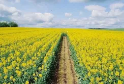 Прогнози врожаю соняшнику та сої знижуються: переробники шукають ріпак і просять обмежити експорт