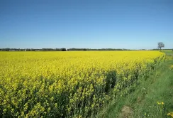 Зростання цін на ріпак: активний попит з боку експортерів та переробників