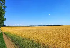 Єврокомісія пропонує подвоїти підтримку молодих фермерів щоб зупинити відтік молоді з агросектору