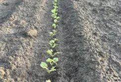 Corteva Agriscience розпочала вирощування для виробничих цілей насіння ріпаку озимого бренду Pioneer® в Україні