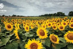 Українські фермери підсилять захист соняшнику ExpressSun® новим гербіцидом Геліантекс® Про від Corteva