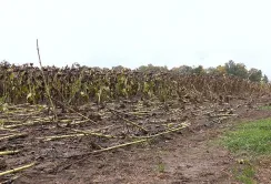 Дощі на Вінниччині нищать соняшник і сою та затримують сівбу озимих