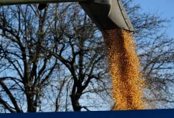 Аграрії Вінниччини зібрали майже 2,5 мільйона тонн зерна