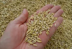 Туреччина купила ячмінь у Росії та Румунії: українські продавці провалилися через високу ціну