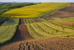 Земельний банк виставляє на аукціон понад 2 тисячі гектарів землі 