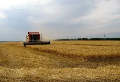 Аграрії Одещини завершили збір ранніх зернових: попри посуху зібрали 3,7 мільйона тонн