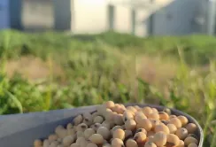 Група АГРОТРЕЙД отримала сертифікацію Europe Soya