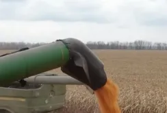 Kernel збирає врожай: як змінилася сівозміна та який прогноз по кукурудзі