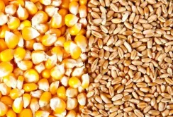 Зростання врожаю кукурудзи та виклики експорту: огляд ринку зернових