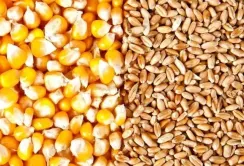 Динаміка агроринку: прогноз урожаю кукурудзи зростає, експорт пшениці активізується на тлі тиску цін