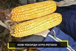 Рекордний урожай кукурудзи на Чернігівщині: "Агро-Регіон" зібрав 11,87 т/га