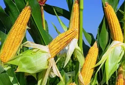 Прогноз USDA: Кукурудза дешевшає після меншого, ніж очікувалося, зниження врожаю у США
