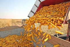 Висока вологість обмежує пропозицію кукурудзи в Україні