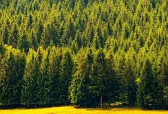 Ліси — ключовий чинник успіху агросектору, а не конкурент, – ФАО