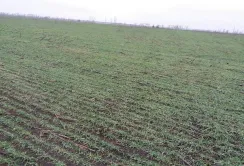 Озимі культури завершують осінню вегетацію