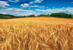 USDA несподівано підвищив прогноз врожаю пшениці, ціни пішли вниз