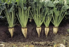 AgriAcademy запустила два безкоштовних курси про цукрові буряки