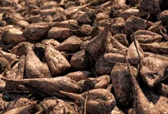 Цукровий буряк KWS за технологією КОНВІЗО СМАРТ показав стабільну врожайність попри складну погоду