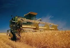 Українські аграрії зберуть до 80 мільйонів тонн зернових та олійних, але є виклики з логістикою та якістю