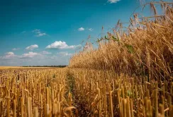 Черкащина увійшла до лідерів України за врожайністю зерна та показниками тваринництва