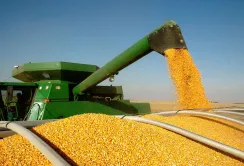 Україна нарощує експорт кукурудзи до Китаю та змінює цінову політику в портах