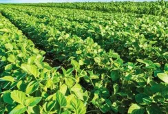 Україна та ЄС обговорили мито на сою та ріпак