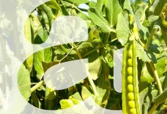 На платформі AgriAcademy запустили безкоштовний курс про біологічні особливості гороху
