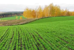 Листопад 2025 був найтеплішим за шість років, але врожай озимих залежатиме від зими