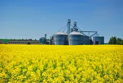 Світові ціни на ріпак та канолу продовжують падати на тлі рекордних прогнозів урожаю