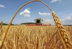 УЗА прогнозує врожай зернових та олійних культур у 2025 році на рівні 81,4 млн т