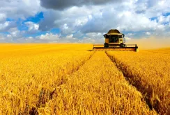 На Вінниччині врожайність зернових зросла на 5 центнерів з гектара