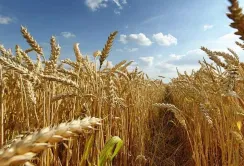 Єврокомісія покращила прогноз урожаю пшениці та кукурудзи в ЄС