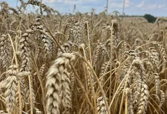 Компанії Tekom Agro Group повністю розрахувалися з пайовиками за 2025 рік