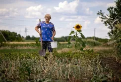 Сільське господарство України потребує негайних рішень: ФАО опублікувала трирічний план надзвичайного реагування та раннього відновлення