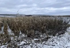 В Україні продовжують збирати кукурудзу, а на ринку ЄС посилюється конкуренція