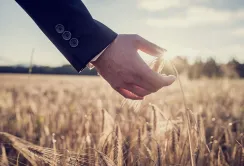 Держава компенсуватиме аграріям до 60% вартості страхування врожаю