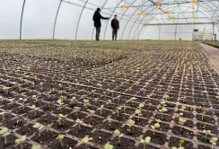 В ПАЕК отримали 90% сходів ультраранньої капусти