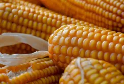 Ринок кукурудзи в Україні почав корекцію, а пшениця дорожчає на фоні світових прогнозів