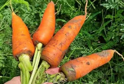 Ціни на моркву в Україні продовжують падати через надлишок пропозиції