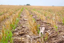 Перехід на No-Till: як нульовий обробіток допомагає фермерам адаптуватися до нових умов