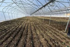 ПАЕК висаджує розсаду капусти у нових теплицях