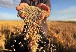 В портах Одеси зросла вартість продовольчої пшениці