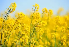 На українському ринку ріпаку продовжує спостерігатися невелике зростання цін