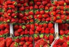 Український ринок суниці: чому імпорт залишається критично важливим