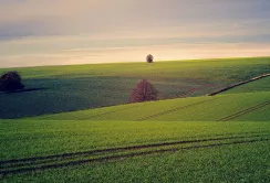 У 2025 році в Україні продали понад 356 тисяч гектарів сільгоспземель