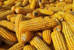 Попри значні запаси, ціни на кукурудзу продовжують зростати